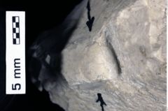 Foto (Detailansicht) von Ambulocapsa sp. (NHMW-GEO-1990-0041-0534)